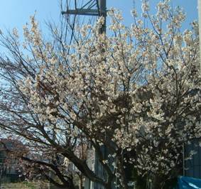 桜1 桜1
